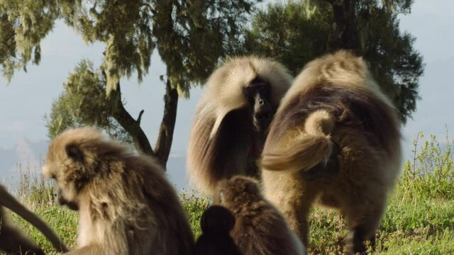 Gelada monkey showing dominance over another, Ethiopia