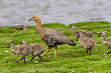 Female Upland or Magellan Goose (Chloephaga picta) with chicks on the shore, New Island, Falkland Islands