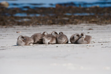 Group of Upland or Magellan geese chicks (Chloephaga picta) on the shore, New Island, Falkland...