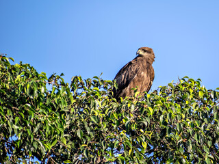 Close up image of Black kite bird sitting on top of tree.
