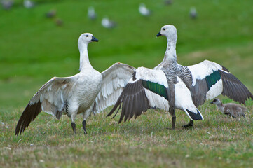 Male Upland or Magellan Geese (Chloephaga picta) fighting, New Island, Falkland Islands