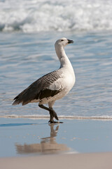 Male Upland or Magellan Goose (Chloephaga picta), Saunders Island, Falkland Islands