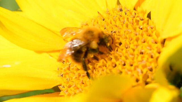 Bee (bumblebee) foraging on a sunflower during a beautiful late summer afternoon. Macro slow motion close up clip.