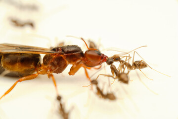 Carpenter ant with worker blackant