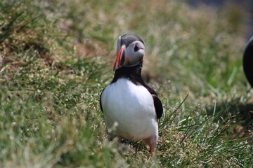Puffins in North East Iceland 