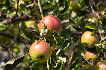 Red apples on a tree
