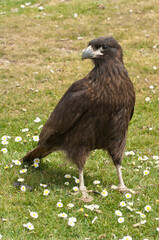 Striated Caracara (Phalcoboenus australis), West Point, Falkland Island