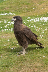 Striated Caracara (Phalcoboenus australis), West Point, Falkland Island