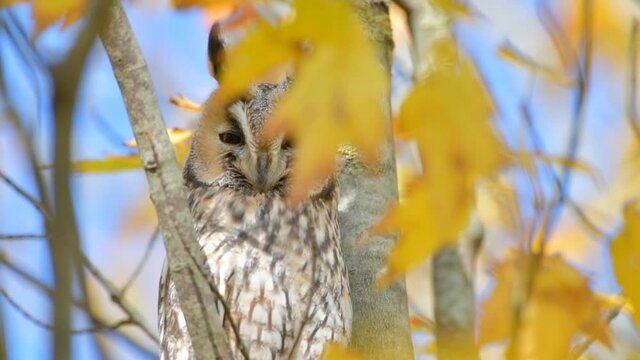 Long-eared owl (Asio otus) sitting high up in a tree with yellow colored leafs during a fall day. Slow motion clip at half speed and zoom in.