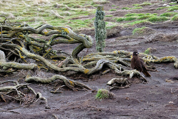 Striated caracara (Phalcoboenus australis) on the beach, New Island, Falkland Islands, British Overseas Territory