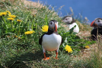 Puffins in North East Iceland 