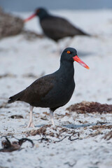 Blackish Oystercatcher (Haematopus ater), New Island, Falkland Islands