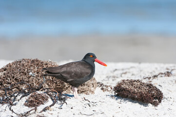 Blackish Oystercatcher (Haematopus ater), New Island, Falkland Islands