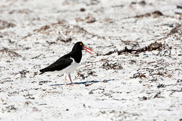 Magellanic Oystercatcher (Haematopus leucopodus), New Island, Falkland Islands