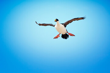 Imperial Shag, formerly Blue-eyed or King Cormorant, (Phalacrocorax atriceps) in flight, New Island, Falkland Islands