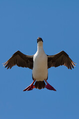 Imperial Shag, formerly Blue-eyed or King Cormorant, (Phalacrocorax atriceps) in flight, Saunders Island, Falkland Islands