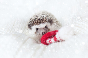 cute decorative hedgehog with a red santa hat lies on a white knitted blanket with bright snowflake. cute christmas animals. new year card © yana136