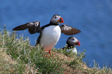 Puffins in North East Iceland 