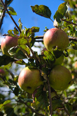 Red apples on a tree