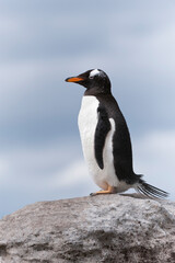 Gentoo penguin (Pygoscelis papua), New Island, Falkland Islands