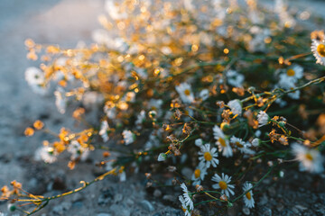 Autumn leaves on the ground