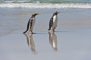 Fototapeta na wymiar Two Gentoo penguins (Pygoscelis papua) walking on the beach, Saunders Island, Falkland Islands