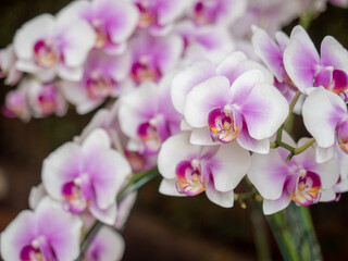 Fototapeta na wymiar Orchid, Close-UP set of flowers in Chiang-Mai, Thailand