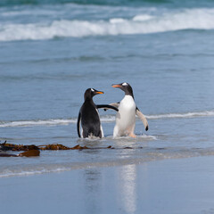 Naklejka premium Two Gentoo penguins (Pygoscelis papua) fighting on the beach, Saunders Island, Falkland Islands