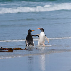 Two Gentoo penguins (Pygoscelis papua) fighting on the beach, Saunders Island, Falkland Islands
