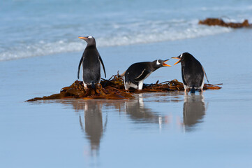 Group of Gentoo penguins (Pygoscelis papua) fighting on the beach, Saunders Island, Falkland Islands
