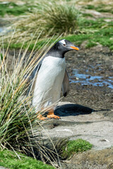 Gentoo penguin (Pygoscelis papua), Grave Cove, West Falkland Island, Falkland Islands, British Overseas Territory