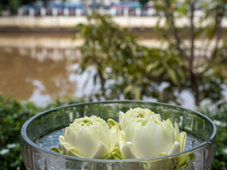 Three Lotus, Close-UP set of flowers in Chiang-Mai, Thailand