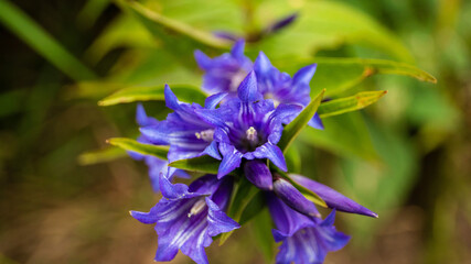 wild flowers in the grass