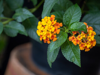 West Indian Lantana, Close-UP set of flowers in Chiang-Mai, Thailand