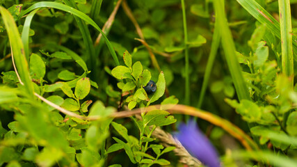 green leaves on a tree