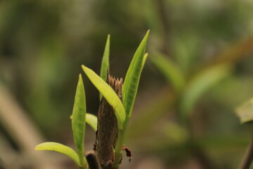 grasshopper on the grass