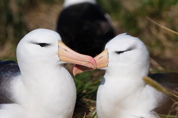 Courting Black-browed Albatross or Black-browed Mollymawk (Diomedea melanophris), West Point,...