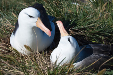 Courting Black-browed Albatross or Black-browed Mollymawk (Diomedea melanophris), West Point,...