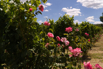 Roses from the vineyards of Montalcino in Tuscany, Italy
