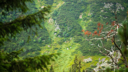 green moss on the rocks