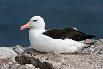 Black-browed Albatross or Black-browed Mollymawk (Diomedea melanophris), New Island, Falkland Island