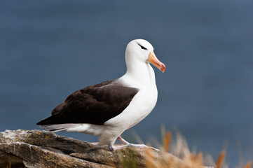 Black-browed Albatross or Black-browed Mollymawk (Diomedea melanophris), New Island, Falkland Island