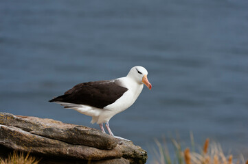 Black-browed Albatross or Black-browed Mollymawk (Diomedea melanophris), New Island, Falkland Island