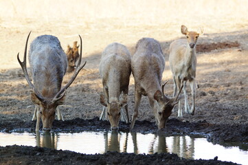deer in the woods © PUGUH