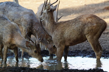 deer in the forest