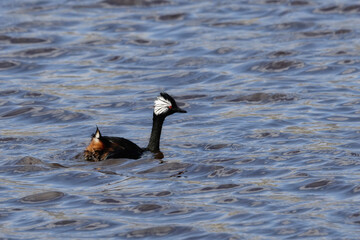 White-tufted Grebe (Rollandia rolland rolland), swimming, Grave Cove, West Falkland Island, Falkland Islands, British Overseas Territory