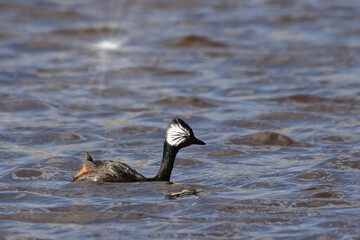 White-tufted Grebe (Rollandia rolland rolland), swimming, Grave Cove, West Falkland Island, Falkland Islands, British Overseas Territory