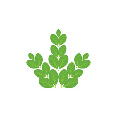 Moringa leaf Logo Template vector