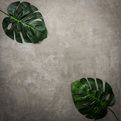 Background Concept. Monstera leave on blackboard background.  Top view and copy space