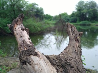 tree branch with pond
